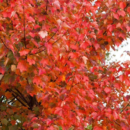 Canadian Red Maple Tree | Acer rubrum 'Fairview Flame' Ornamental Trees