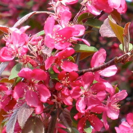 Profusion Improved' Crabapple Tree | Malus moerlandsii Ornamental Trees