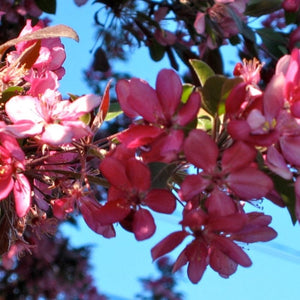 Profusion Improved' Crabapple Tree | Malus moerlandsii Ornamental Trees