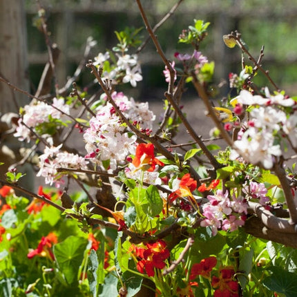 Royal Beauty' Weeping Crabapple Tree Ornamental Trees