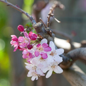 Royal Beauty' Weeping Crabapple Tree Ornamental Trees