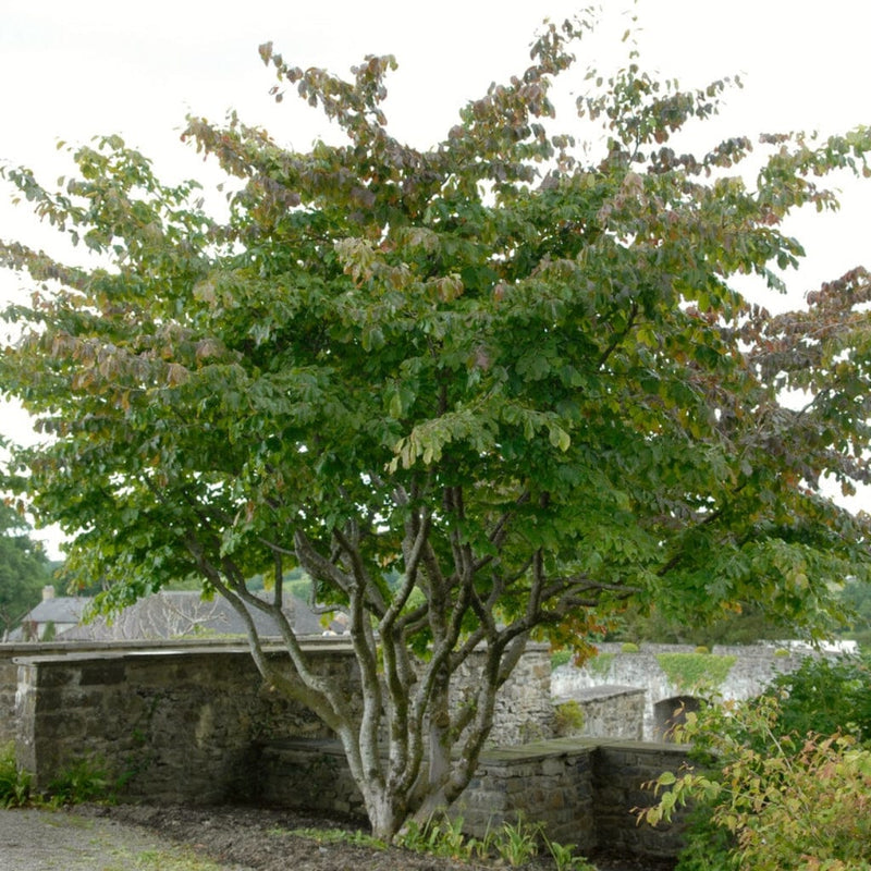 Parratio Tree Persian Ironwood Tree | Parrotia persica – Roots Plants