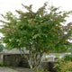 Persian Ironwood Tree | Parrotia persica Ornamental Trees