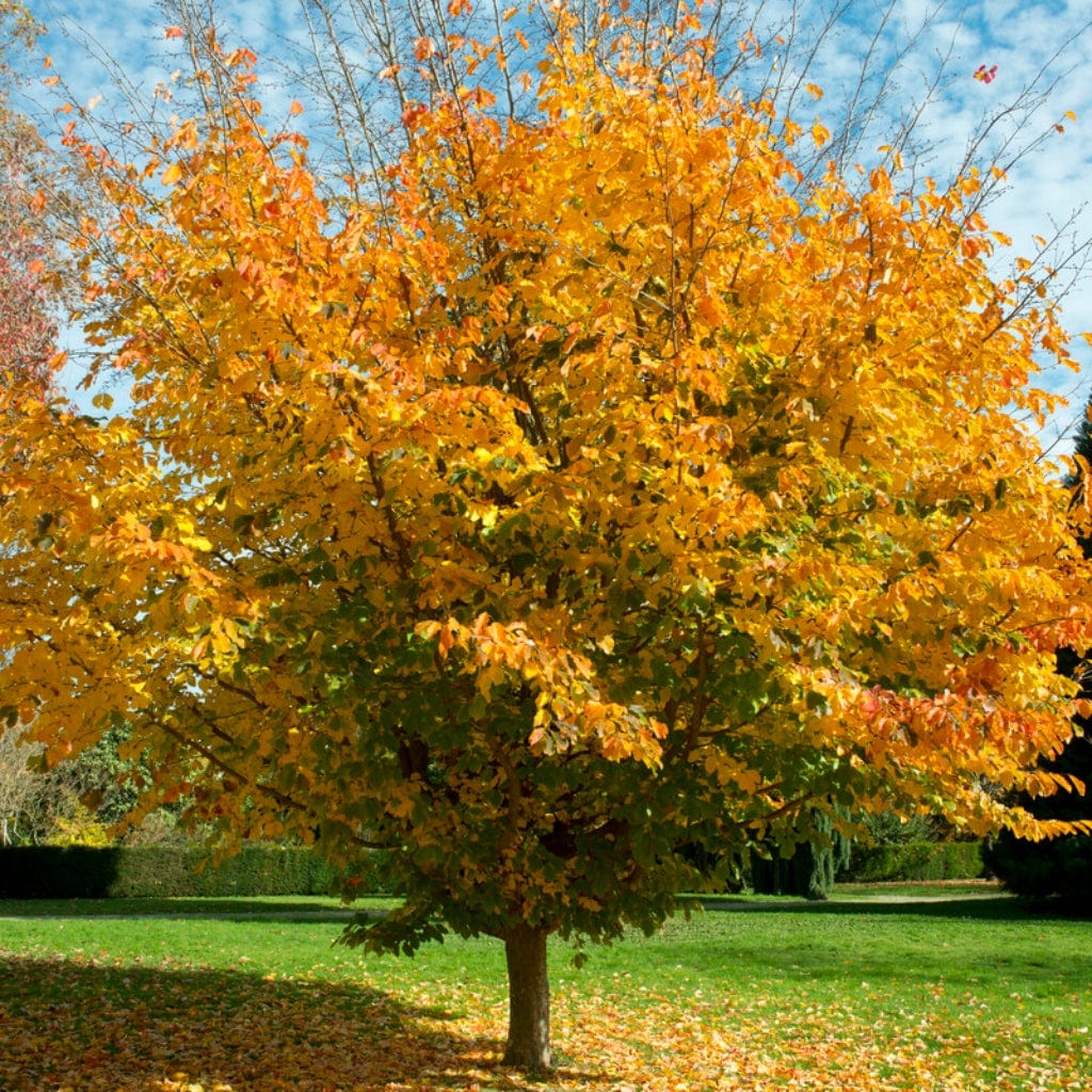 Parratio Tree Persian Ironwood Tree | Parrotia persica – Roots Plants