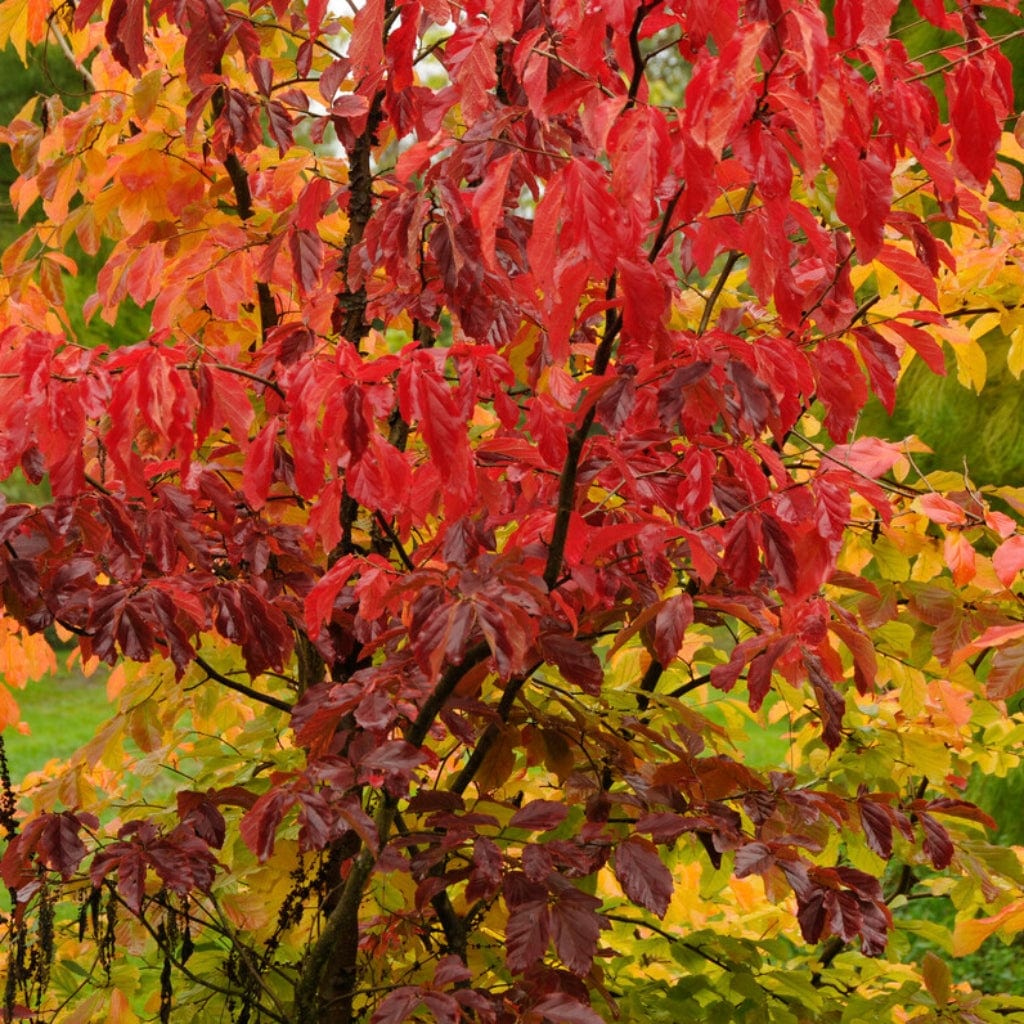 Parratio Tree Persian Ironwood Tree | Parrotia persica – Roots Plants