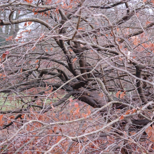 Persian Ironwood Tree | Parrotia persica Ornamental Trees