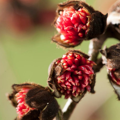 Persian Ironwood Tree | Parrotia persica Ornamental Trees