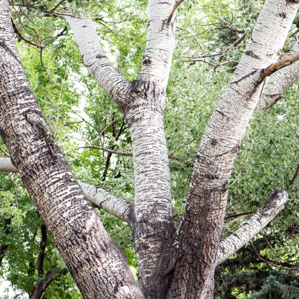 Populus Tree Identification White Poplar Tree White Poplar (Silver Poplar)
