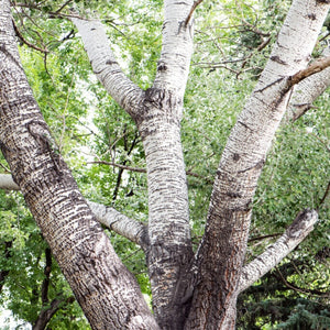 White Poplar Hedging | Populus alba Shrubs