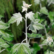 White Poplar Hedging | Populus alba Shrubs