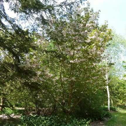 Fragrant Cloud' Cherry Blossom Tree | Prunus 'Matsumae-shizuka' Ornamental Trees