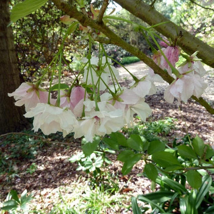 Fragrant Cloud' Cherry Blossom Tree | Prunus 'Matsumae-shizuka' Ornamental Trees