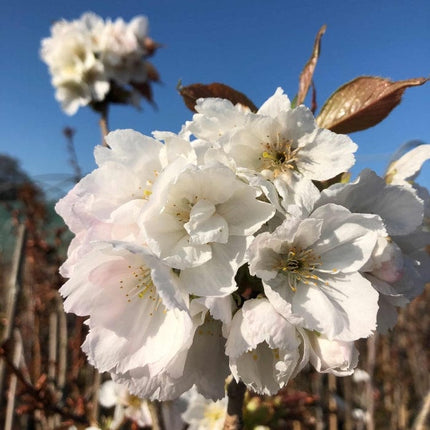 Fragrant Cloud' Cherry Blossom Tree | Prunus 'Matsumae-shizuka' Ornamental Trees