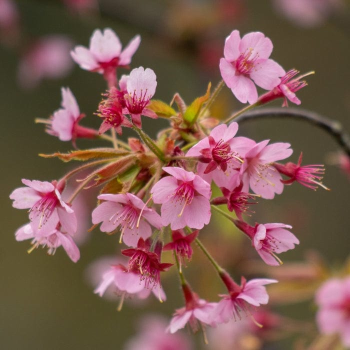'Kursar' Dwarf Cherry Blossom Tree Roots Plants