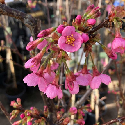 Kursar' Cherry Blossom Tree Ornamental Trees