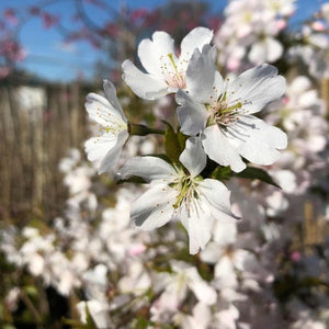 Pandora' Cherry Blossom Tree | Prunus padus Ornamental Trees