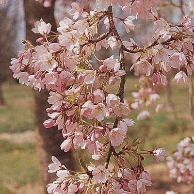 'Pink Shell' Cherry Blossom Tree | Prunus × yedoensis