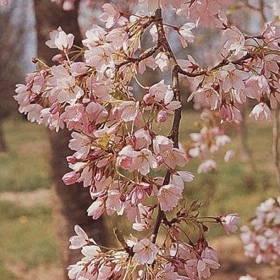 'Pink Shell' Cherry Blossom Tree | Prunus × yedoensis Ornamental Trees