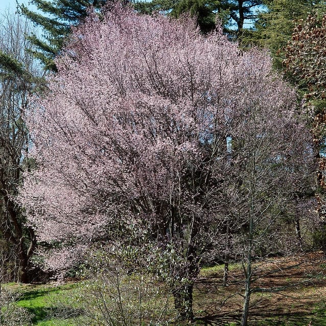 Sargent's Cherry Blossom Tree | Prunus sargentii Ornamental Trees