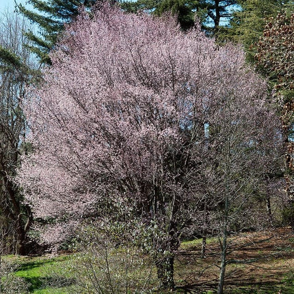 Sargent's Cherry Blossom Tree | Prunus sargentii Ornamental Trees
