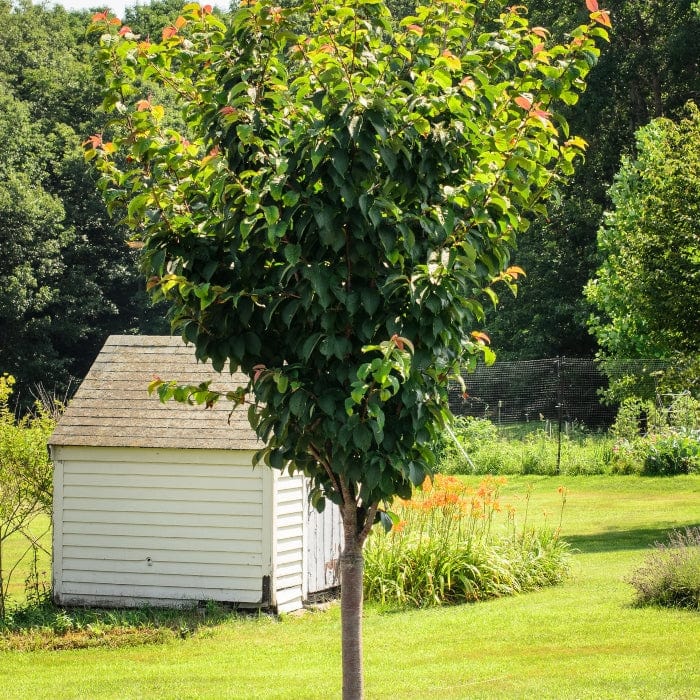 Sargent's Cherry Blossom Tree | Prunus sargentii Ornamental Trees