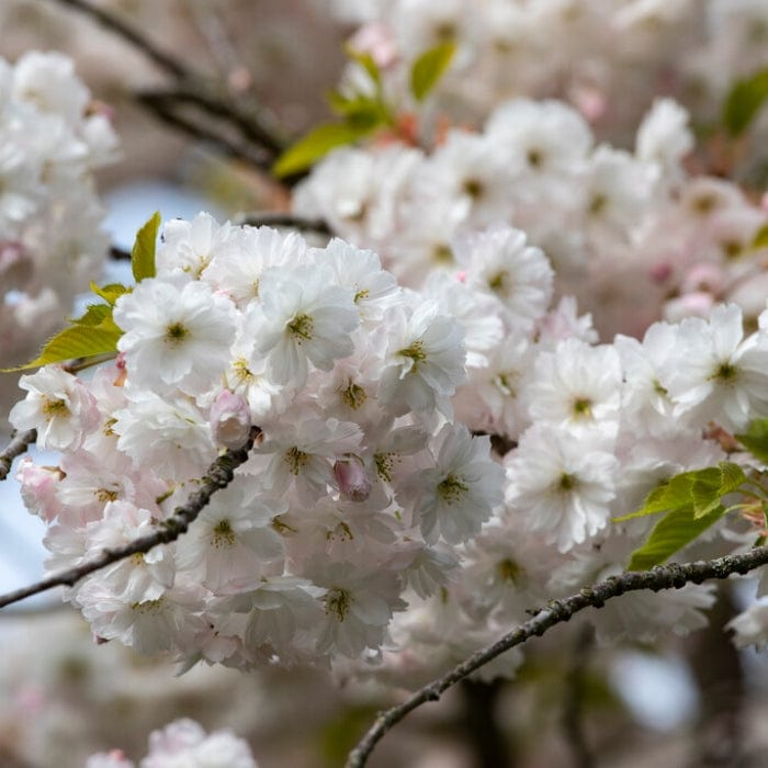 'Mount Fuji' Cherry Blossom Tree | Prunus serrulata 'Shirotae'