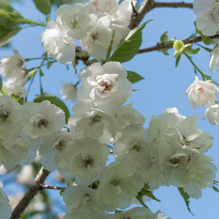 'Mount Fuji' Cherry Blossom Tree | Prunus serrulata 'Shirotae' Ornamental Trees