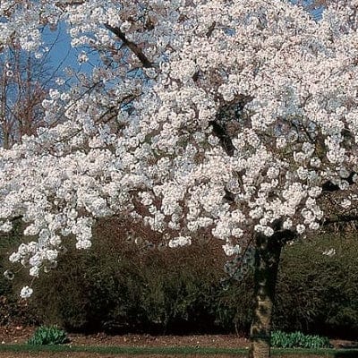 'Mount Fuji' Cherry Blossom Tree | Prunus serrulata 'Shirotae' Ornamental Trees