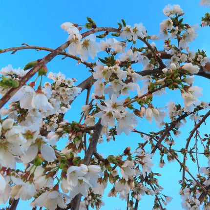 Dwarf White Weeping Cherry Blossom Tree | Prunus 'Snow Showers' Ornamental Trees
