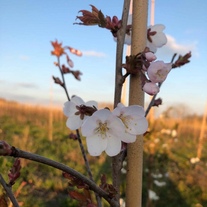 Column Cherry Tree White Columnar Cherry Blossom Tree | Prunus 'Spire' – Roots Plants