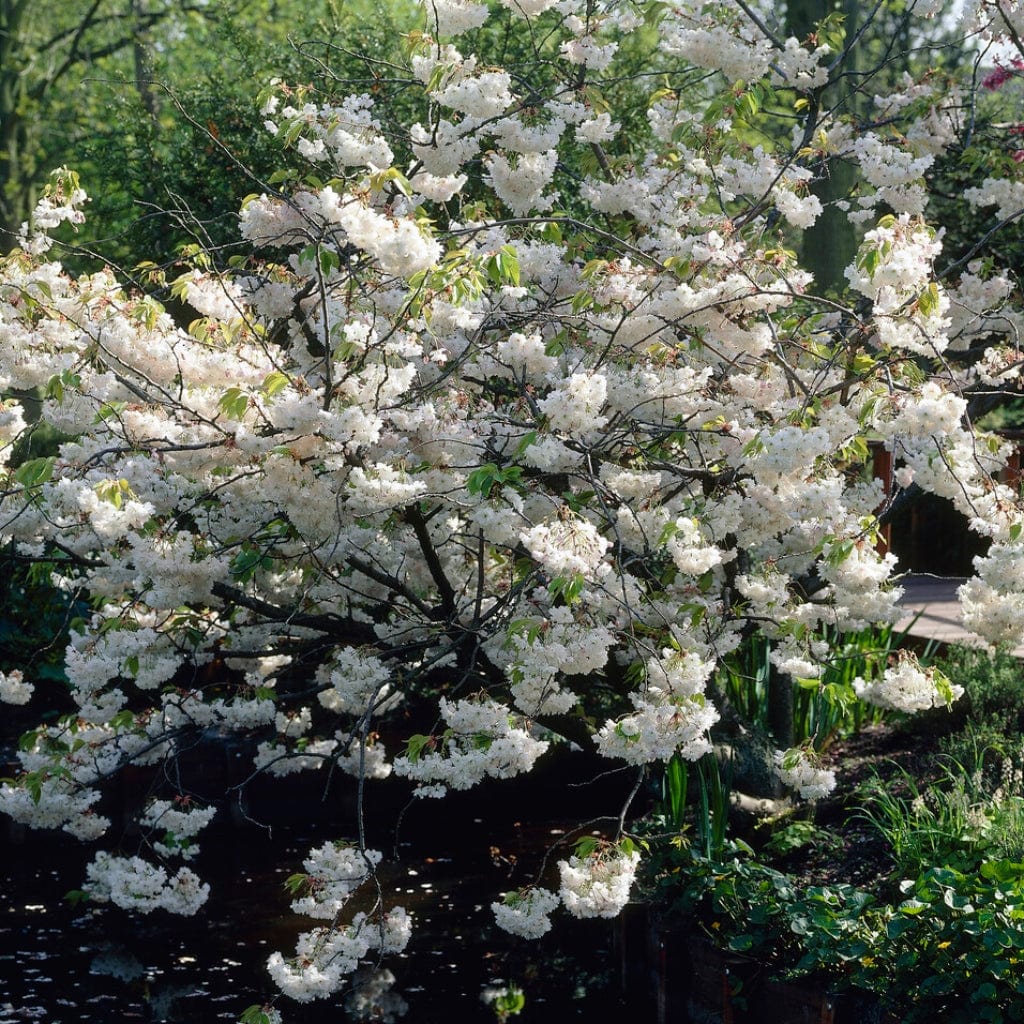 White Weeping Cherry Blossom Tree | Prunus yedoensis 'Shidare Yoshino'