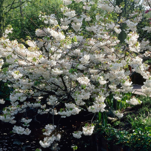 White Weeping Cherry Blossom Tree | Prunus yedoensis 'Shidare Yoshino' Ornamental Trees