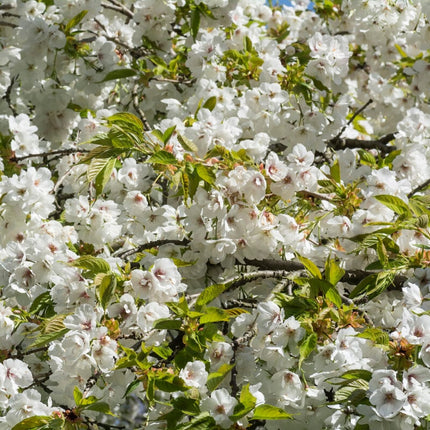 White Weeping Cherry Blossom Tree | Prunus yedoensis 'Shidare Yoshino' Ornamental Trees