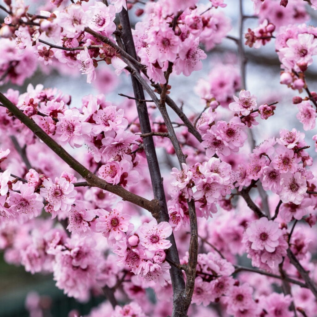Plum Blossom Tree | Prunus blireana –Chinese flowers