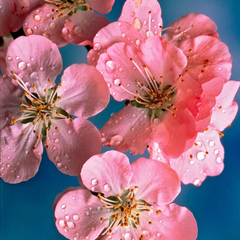 Early Flowering Cherry Blossom Tree | Prunus persicoides 'Spring Glow' Ornamental Trees