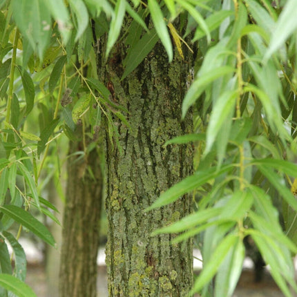 Scarlet Willow Tree | Salix alba 'Chermesina' Ornamental Trees