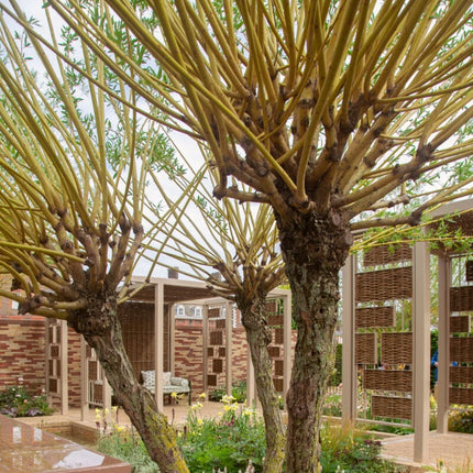 Scarlet Willow Tree | Salix alba 'Chermesina' Ornamental Trees