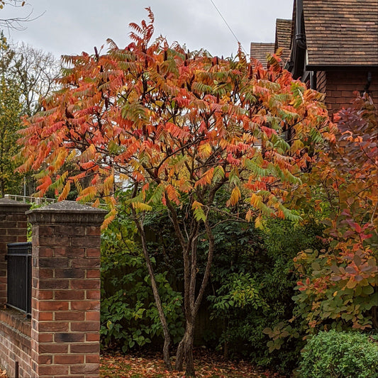 Staghorn Sumac Tree | Rhus typhina Ornamental Trees