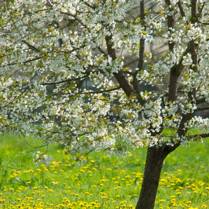 UK Native Wildlife-Friendly Cherry Blossom Tree | Prunus Avium Ornamental Trees