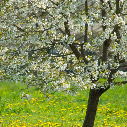 UK Native Wildlife-Friendly Cherry Blossom Tree | Prunus Avium Ornamental Trees