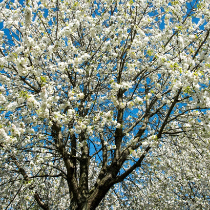 UK Native Wildlife-Friendly Cherry Blossom Tree | Prunus Avium Ornamental Trees