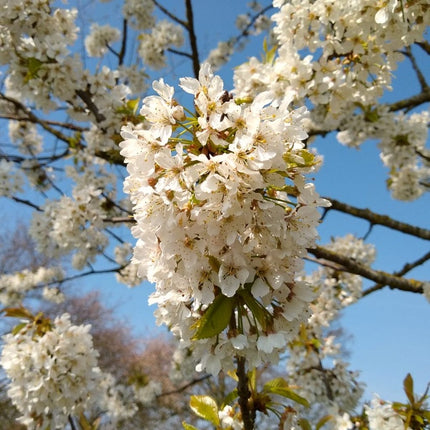 UK Native Wildlife-Friendly Cherry Blossom Tree | Prunus Avium Ornamental Trees