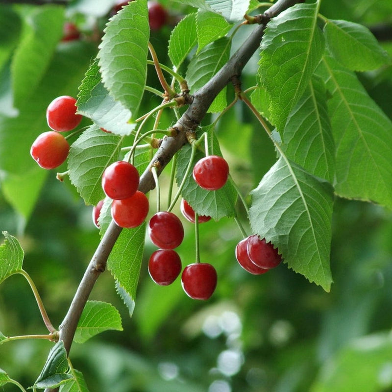 UK Native Wildlife-Friendly Cherry Blossom Tree | Prunus Avium Ornamental Trees