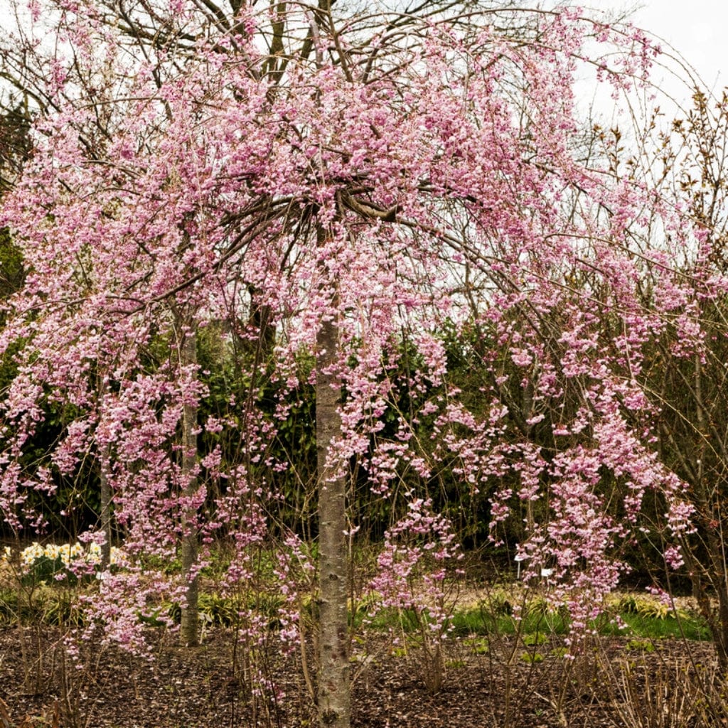 Pink Weeping Flowering Cherry Tree | Prunus subhirtella 'Pendula Rosea ...