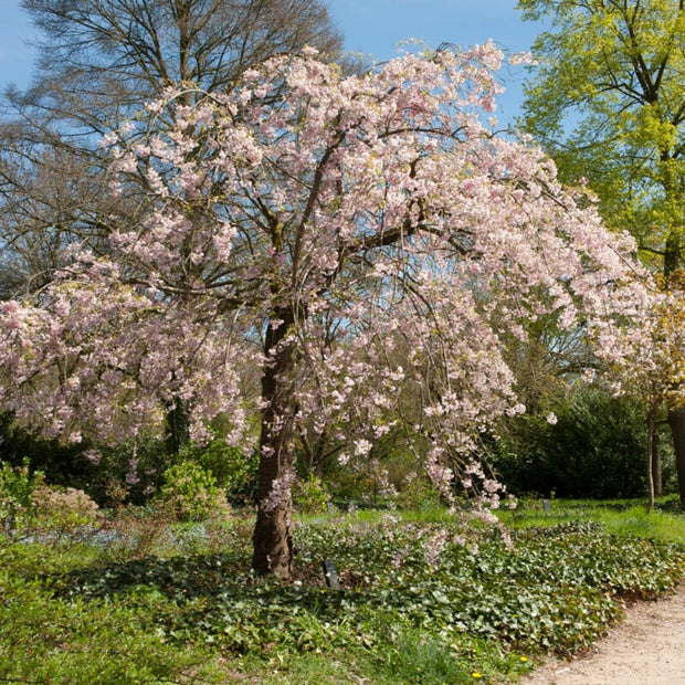 Pink Perfection' Crabapple Tree Ornamental Trees