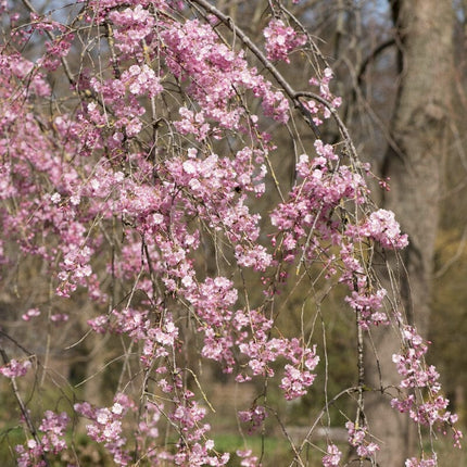 Pink Weeping Winter Flowering Cherry Tree | Prunus subhirtella 'Pendula Rosea' Ornamental Trees