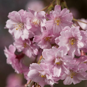Pink Weeping Winter Flowering Cherry Tree | Prunus subhirtella 'Pendula Rosea' Ornamental Trees