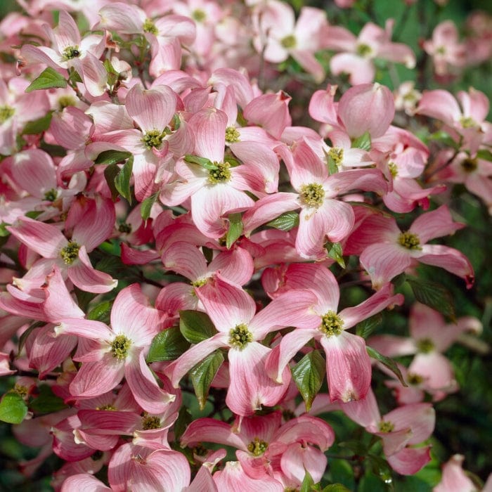 Copacabana' Japanese Dogwood Tree | Cornus kousa Ornamental Trees