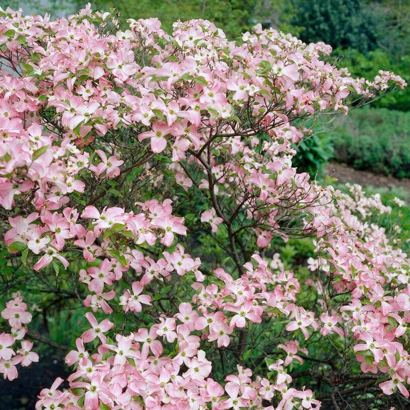 Copacabana' Japanese Dogwood Tree | Cornus kousa Ornamental Trees