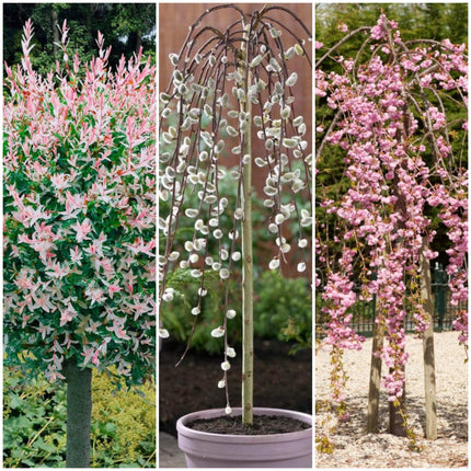 Best Trees For Small Gardens Value Pack Ornamental Trees